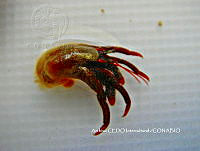 NBA0065 Clibanarius digueti.JPG