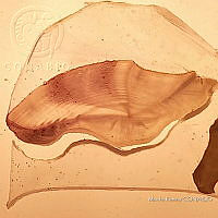 RE006 0017 Medición Otolito_7.tif