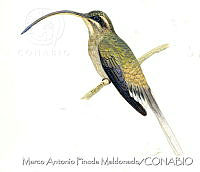 MAPM1120 Phaethornis longirostris mexicanus.jpg