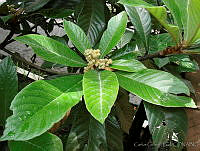 CGL0896 Eriobotrya japonica.jpg