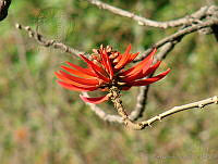 CGL0910 Erythrina americana.jpg
