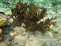 NE018 0458 Plexaura homomalla.jpg