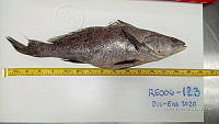 RE006 0055 Totoaba.tif
