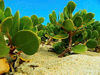 GVG001 Abronia maritima.jpg