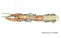 NE018 0983 Corallianassa longiventris_D.jpg