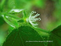 JAdNV0071 Croton ciliatoglandulifer.JPG