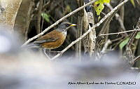 AAKVDH 0498 Turdus rufopalliatus.JPG