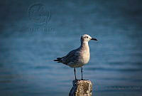 FBA0640 Leucophaeus atricilla.jpg