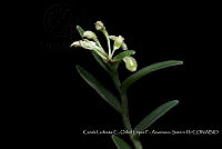 Atleq 0050 Epidendrum chlorocorymbos.jpg