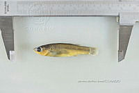 NE002 0264 Goodea atripinnis.JPG