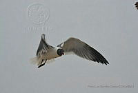 PLSG02 Leucophaeus atricilla.jpg