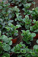 IMDOC 5790 Peperomia obtusifolia.jpg