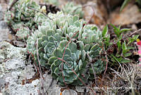 ORGR0146 Echeveria secunda.jpg