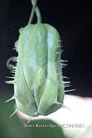 SG002 0144 Sechium edule.jpg