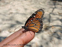 ADJ0390 Danaus gilippus ssp. thersippus.jpg