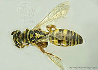 AGDE019-336 Myzinum confluens.jpg