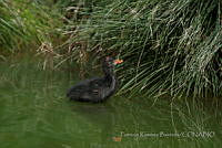 PRB0248 Gallinula galeata.jpg