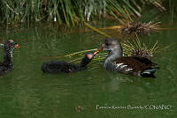 PRB0256 Gallinula galeata.jpg
