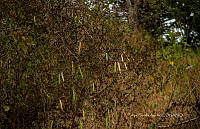 FBA1468 Vicia faba.jpg