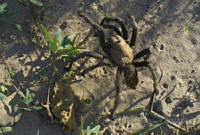 JLLdlL020 Aphonopelma helluo.jpg