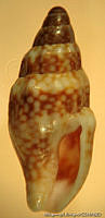 MRyRR0015 Anachis adelinae.jpg
