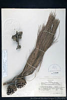 JMMV0028 Pinus caribaea ssp. hondurensis.jpg