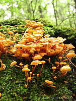 DA001 Mycena leaiana.jpg