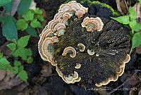 LRBC001 Trametes versicolor.jpg
