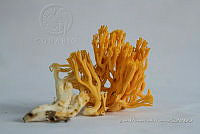 ZAPF 0682 Phaeoclavulina.jpg