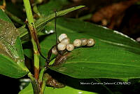 Ayotox 0696 Commelina rufipes var. glabrata.jpg