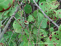 MEGA 0632 Coccoloba goldmanii.JPG