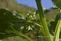 SG019 0326 Solanum nigrecens.jpg