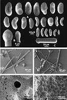 JACB0015 Cliona microstrongylata.jpg