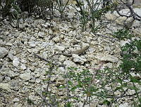 CAR 0025 Aspidoscelis tigris.jpg