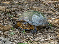 RSA0080 Kinosternon scorpioides.jpg