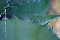 RG019 0259 Agave seemanniana.jpg