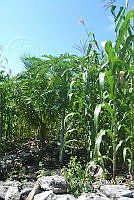 SG019 0278 Zea mays.jpg