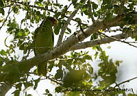 AAKVDH 0197 Amazona albifrons.JPG