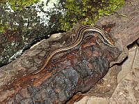 LCM0067 Mesaspis viridiflava.jpg