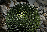 FBA0448 Agave victoriae-reginae.jpg