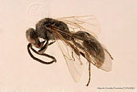 AGDE019-524 Tiphia cochisae.jpg