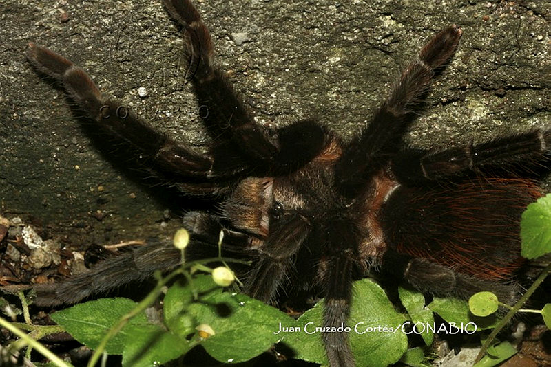 JCC0099%20Brachypelma%20kahlenbergi.JPG.jSeEpqb MYG3jU9jQA3g0JtbmFja29CbnFuZ3NAbXJ6LGtwZwA.vHad82Tncw
