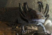 MASM08012 Ambystoma mexicanum.jpg