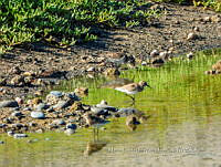 MCS IM0020 Calidris bairdii.jpg