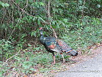 MCS140 Meleagris ocellata.JPG