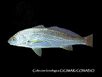 CICIMAR0545 Umbrina roncador.jpg