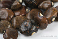 IMDOC2556 Phaseolus lunatus.jpg