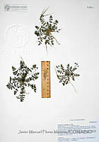 JMFM021 Erodium cicutarium.JPG