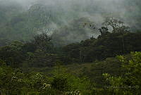 DCA01 Ara macao.jpg