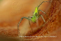 MN6PG0187 Peucetia longipalpis.jpg